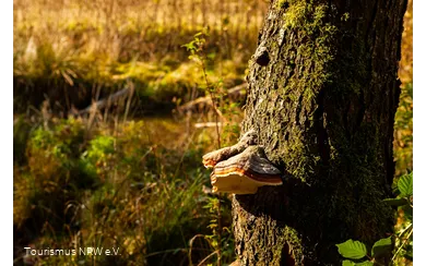 Pilz am Baumstamm