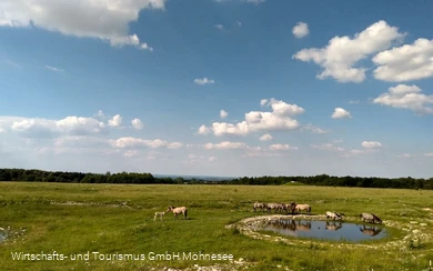 Wildpferde Naturschutzgebiet Kleiberg