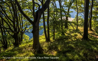 Laubwald bewachsener Gipfel