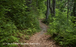Obermarsberg Wald