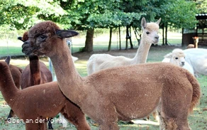Die Alpakas auf dem Alpakahof Blomberg