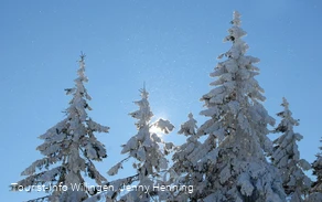 Verschneite Tannenspitzen