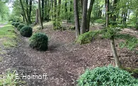 Mooskugeln im Hohlweg