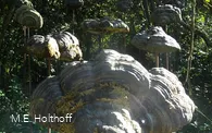 Schwebende Pilze