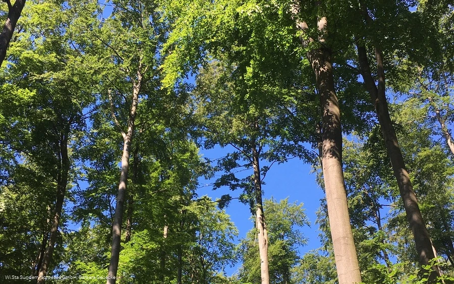 Wunderschöner Buchenwald