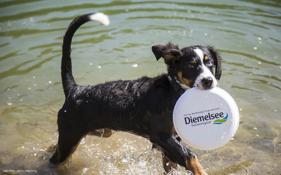 Hundestrände am Diemelsee