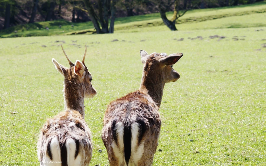 Wildpark Völlinghausen