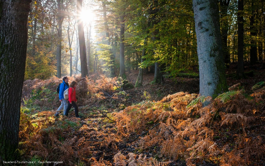 Zwei Wanderer unterwegs auf der Sauerland-Waldroute