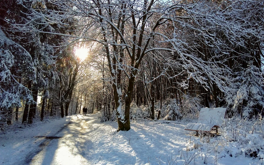 Winterwald1.jpg