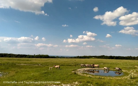 Wildpferde Naturschutzgebiet Kleiberg