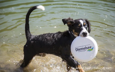 Hundestrand am Diemelsee