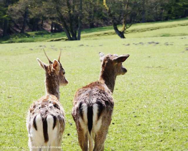 Wildpark Völlinghausen