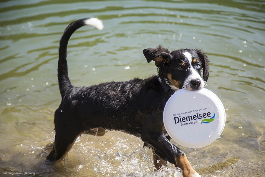 Dog-Friendly Beaches on Diemelsee