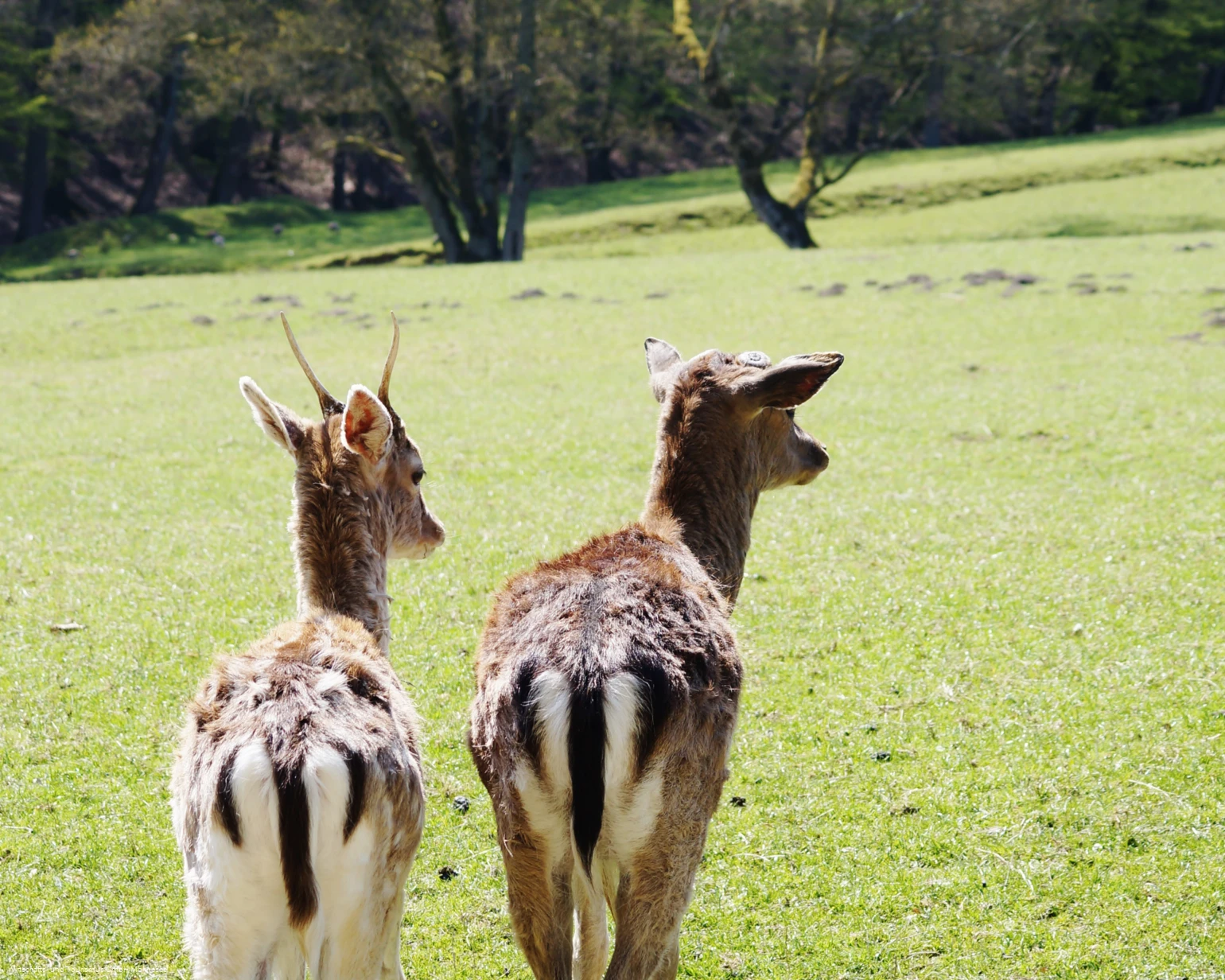 Wildpark Völlinghausen