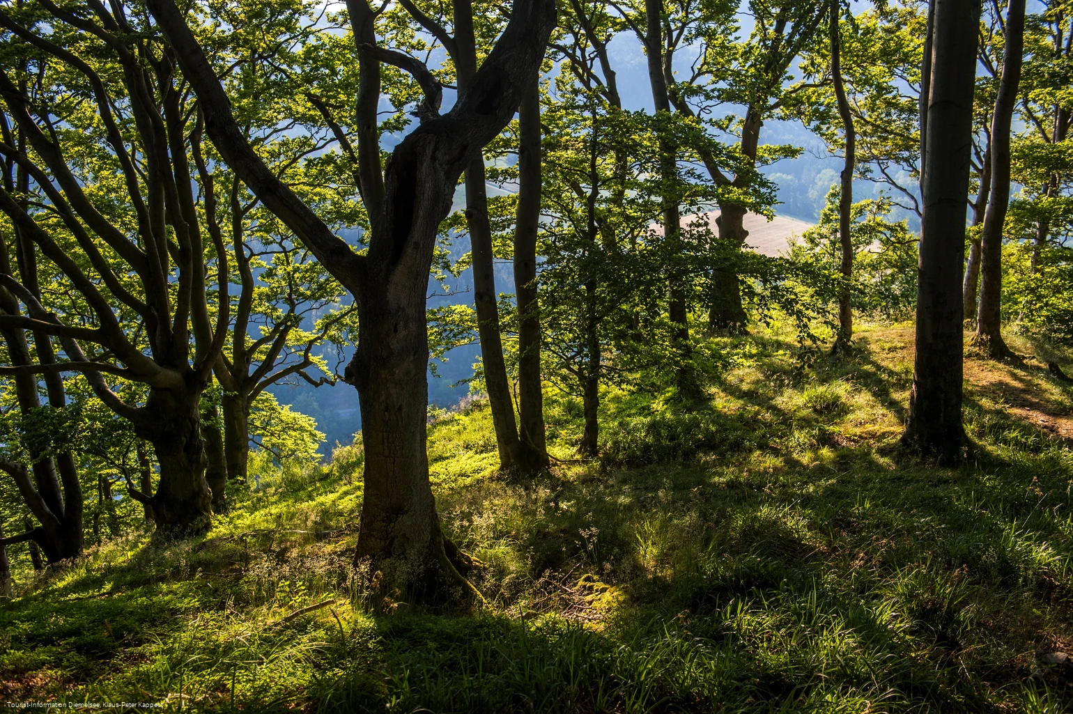 Laubwald bewachsener Gipfel