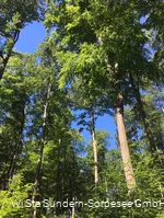 Wunderschöner Buchenwald