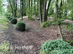 Mooskugeln im Hohlweg
