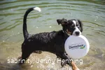Hundestrände am Diemelsee