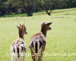 Wildpark Völlinghausen