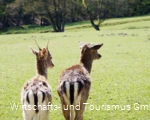 Wildpark Völlinghausen