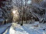 Winterwald1.jpg