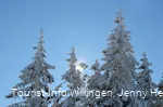 Verschneite Tannenspitzen