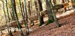 Galoppierende Strohhaufen