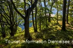 Laubwald bewachsener Gipfel